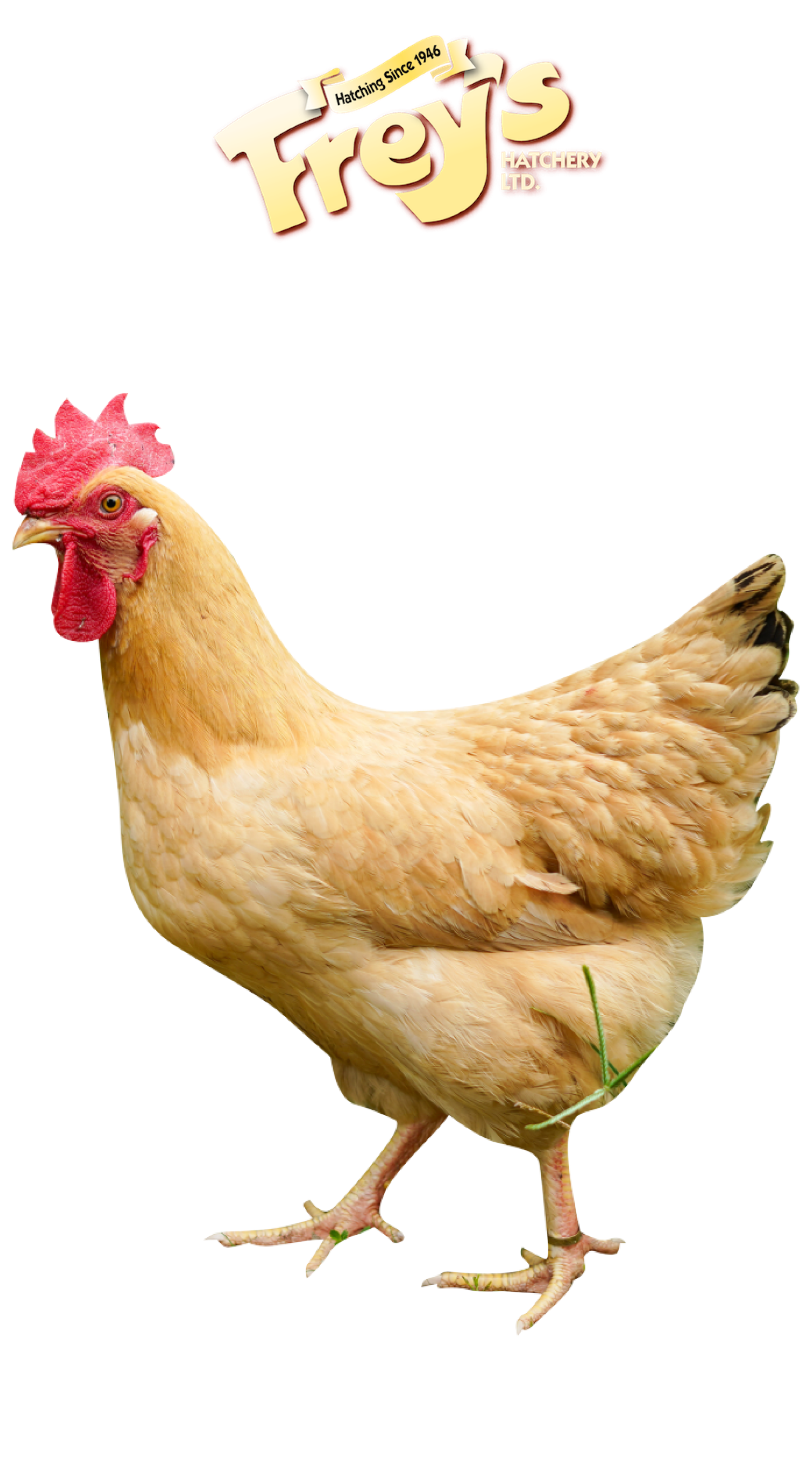 Chickens